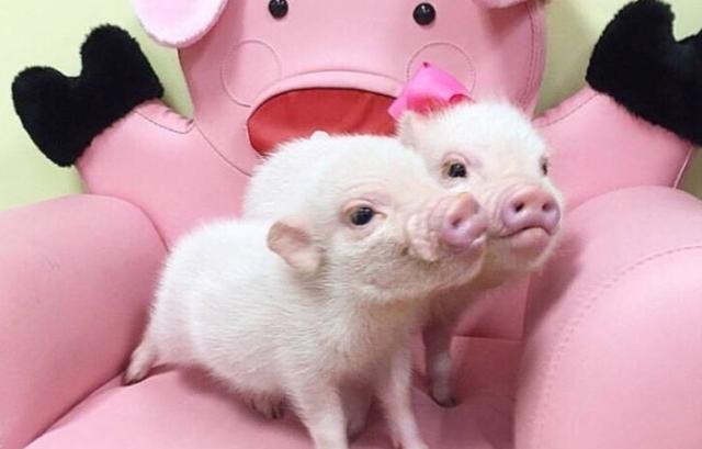 kaiyun网页登录入口