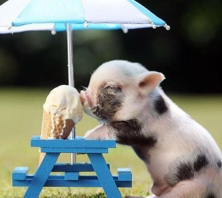 kaiyun开云网页版