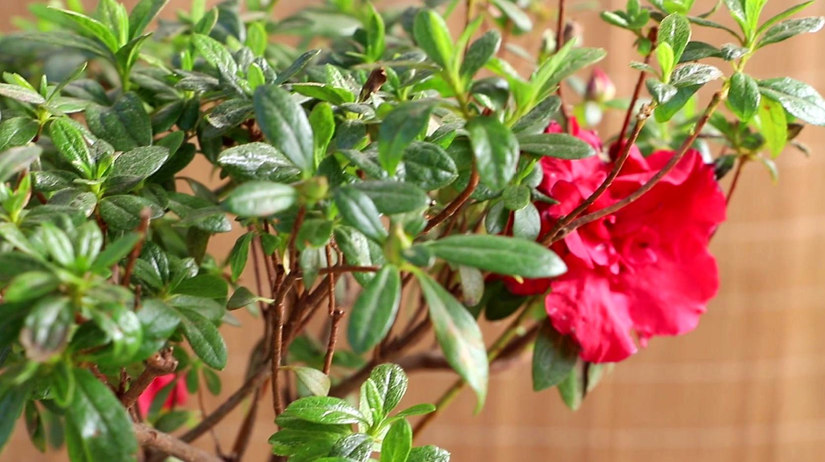 kaiyun开云网页版