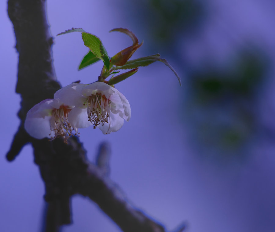 kaiyun网页登录入口