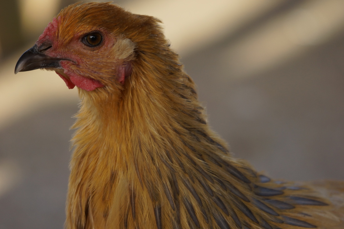 <h1>皖2013省外院校艺考1月17日启动 题目较难-kaiyun网页登录入口(图4) kaiyun网页登录入口