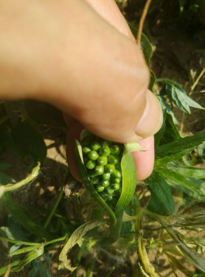 kaiyun网页登录入口